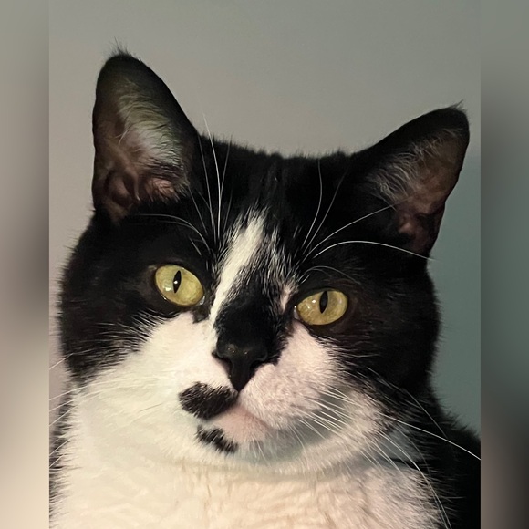 hashtagcatmom